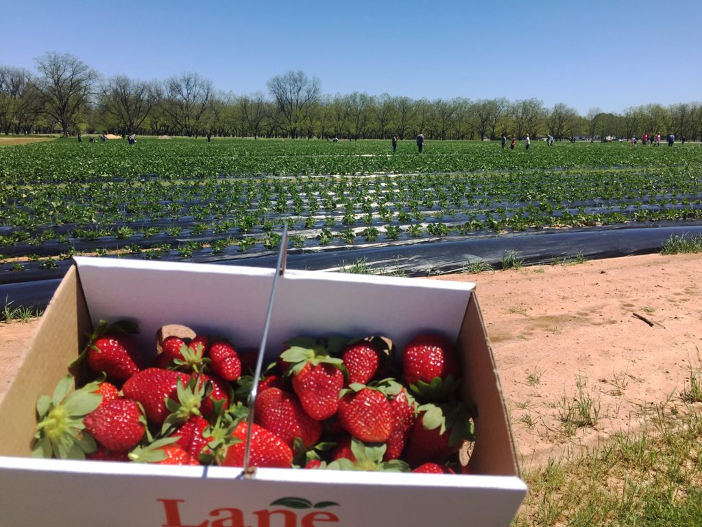 Lane Southern Orchard Georgia