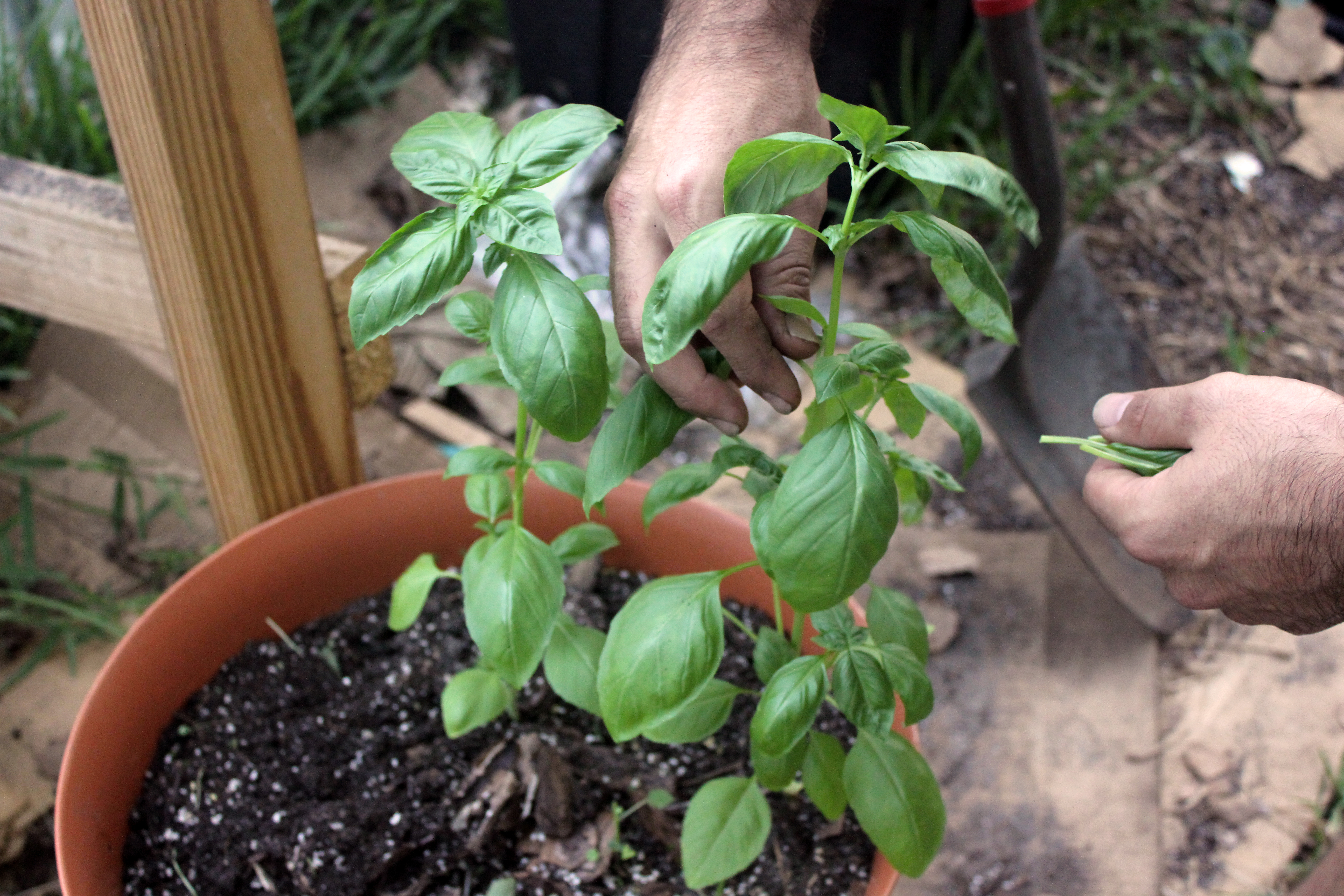 basil plant