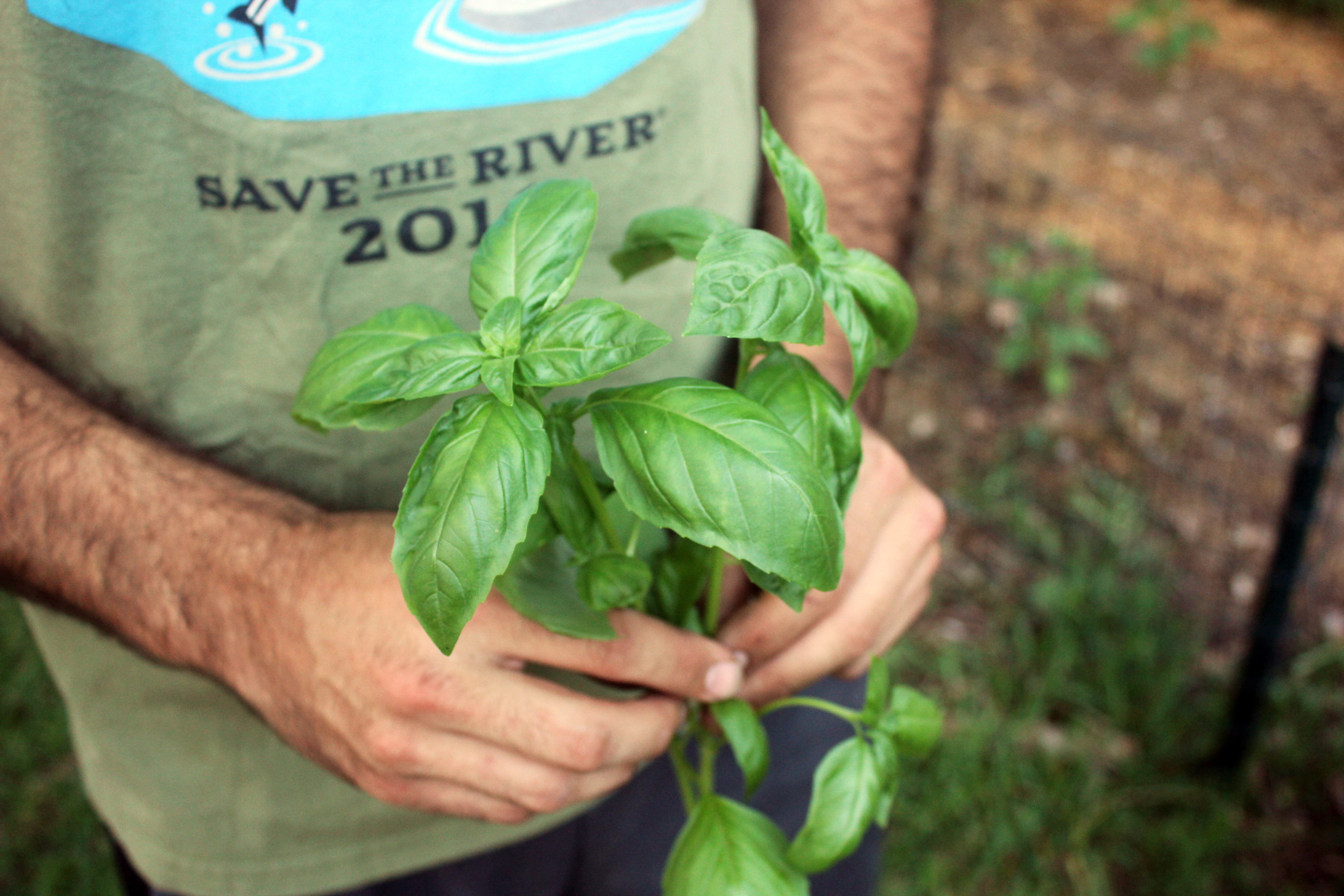 basil